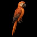 macaw